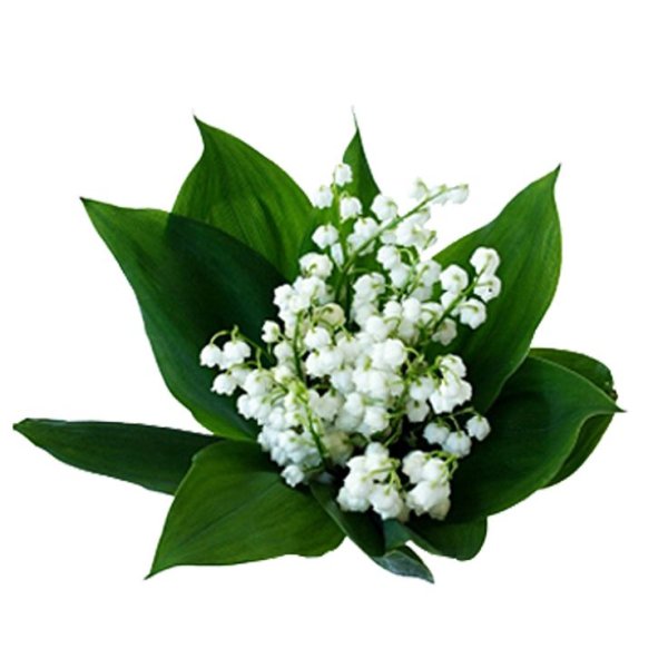 Ландыш Майский на белом фоне