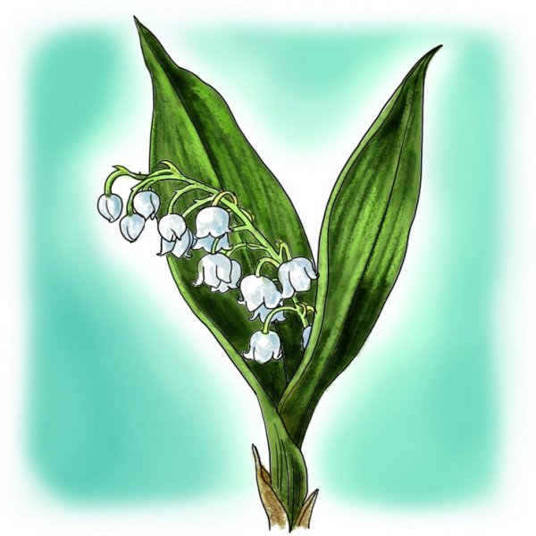 Ландыш Майский ядовитый