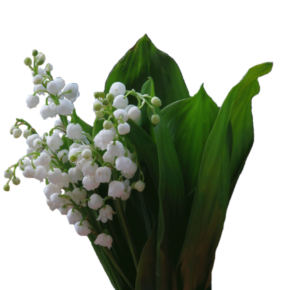 Цветы Ландыши