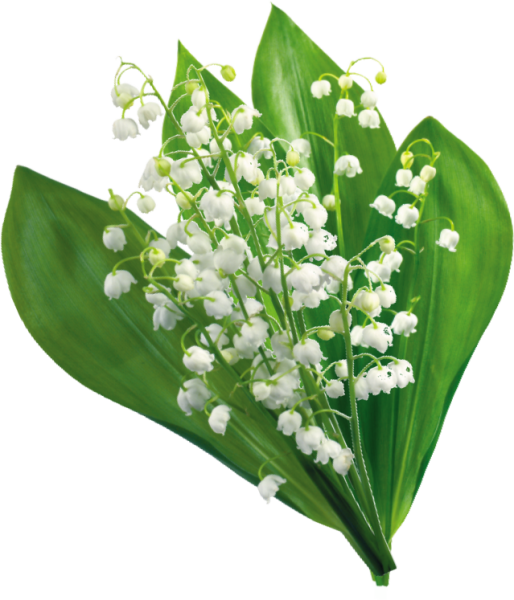 Ландыш для детей