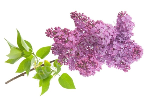 Букет сирени