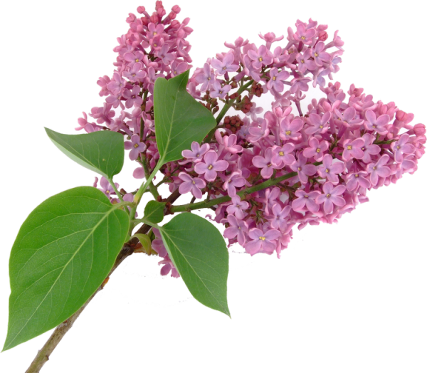 Сирень обыкновенная Бьяла Анна