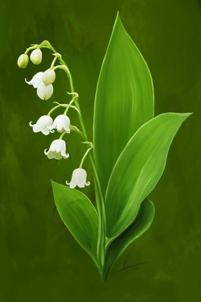 Ландыш цветок Лесной