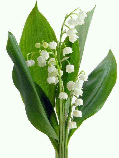 Ландыш на белом фоне