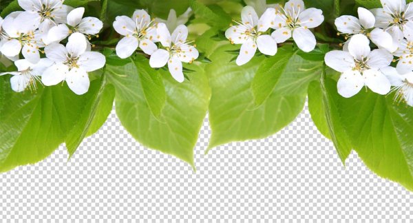 Яблоневый цвет на белом фоне