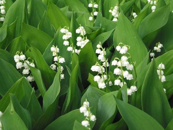 Ландыш Майский растение