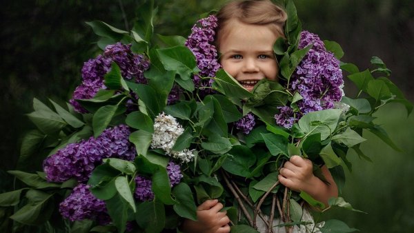 Сирень обыкновенная Милосердие