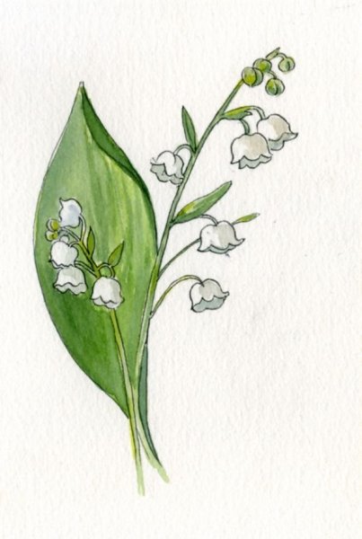 Ландыш Майский