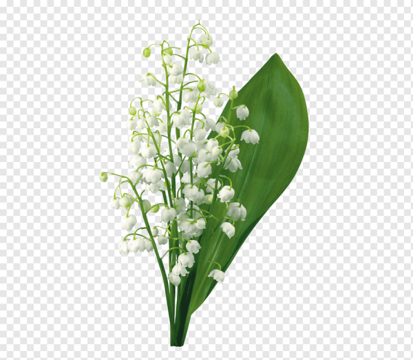 Ландыш Майский