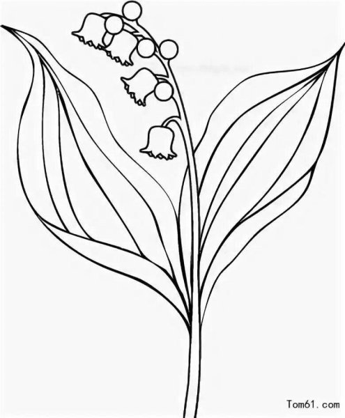 Цветы Ландыши