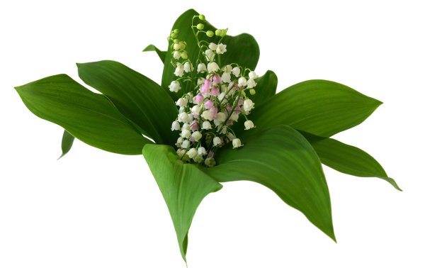 Весенние цветы для детей