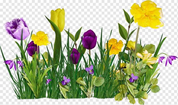 Сирень тюльпаны нарциссы