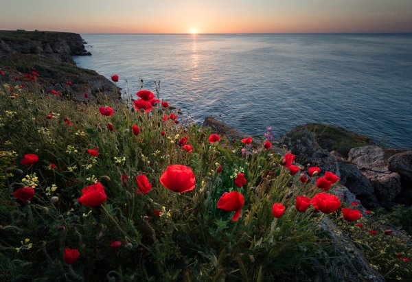 Природа лето ромашки