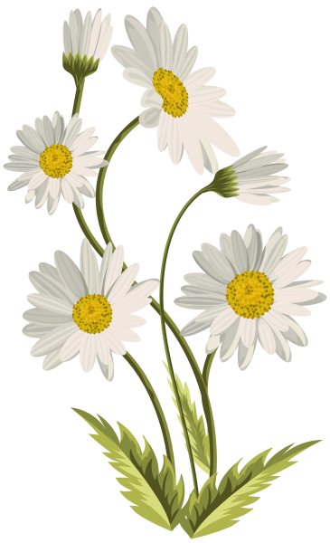 Camomile Ромашка