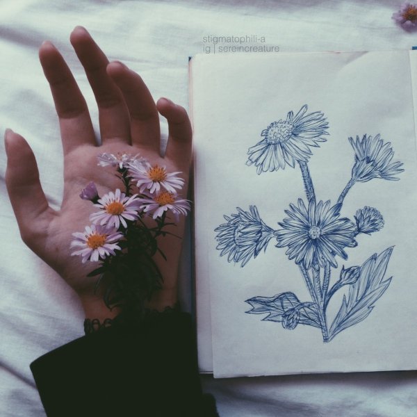 Рисунки для срисовки растения