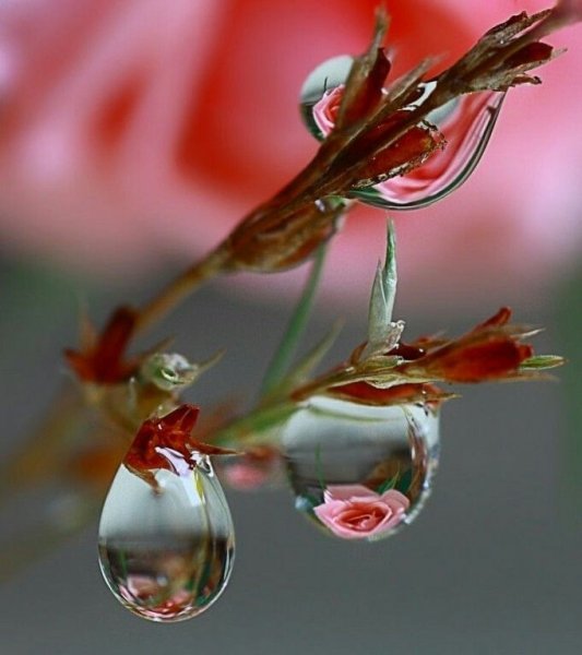 Красота в капельке воды