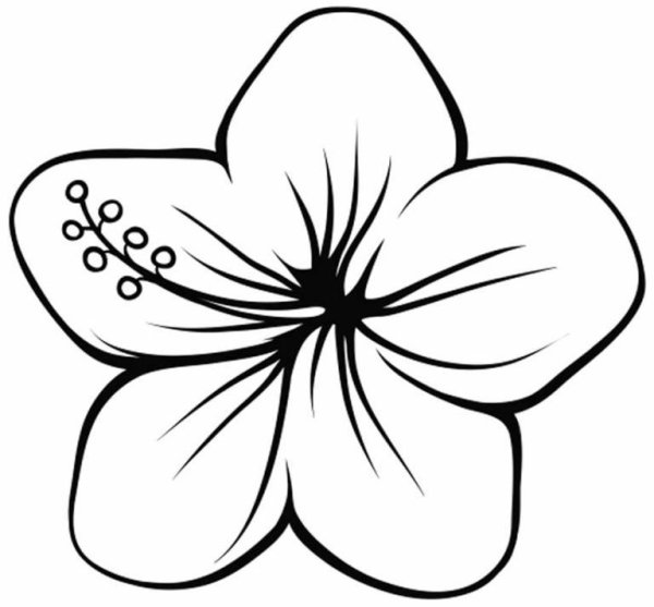 Раскраски цветы красивые