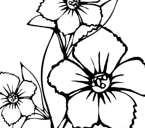 Цветы. Раскраска