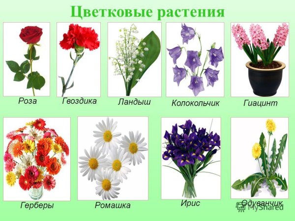 Цветы карточки для детей