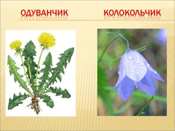 Названия цветов для детей