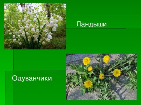 Карточки цветов Ромашка для детей