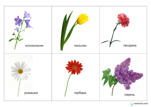 Колокольчик Ромашка Василек