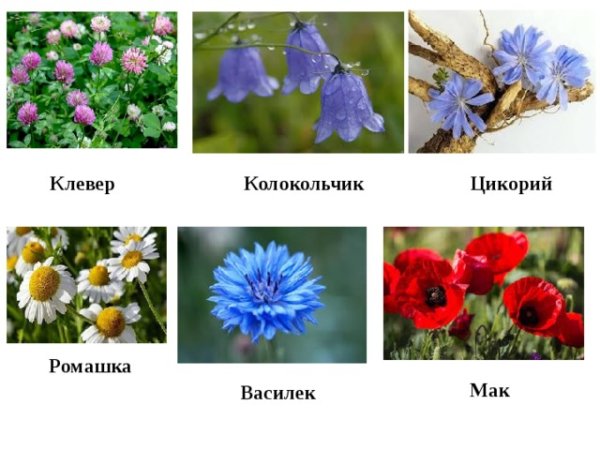 Одуванчик, роза , Ромашка ,колокольчик