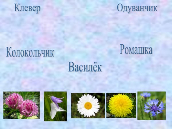 Ландыш и колокольчик