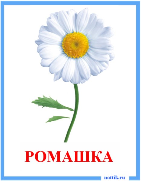 Одуванчик, Василек, Ромашка