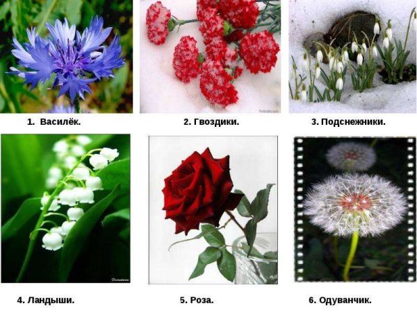 Василек Мак Ромашка одуванчик Лютик