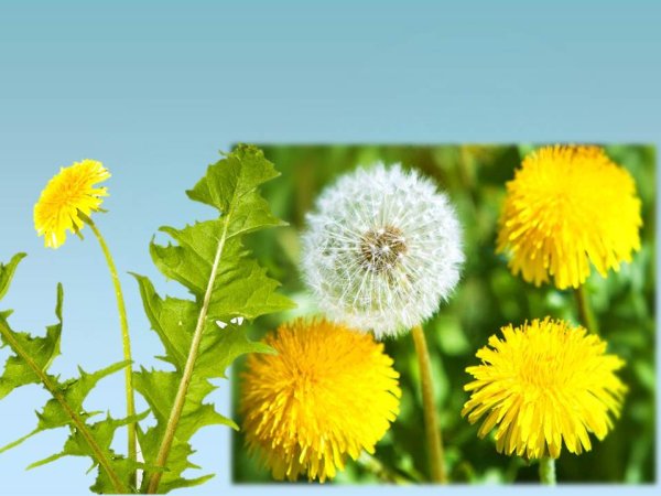 Одуванчик крапива подорожник