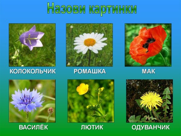 Цветы карточки для детей