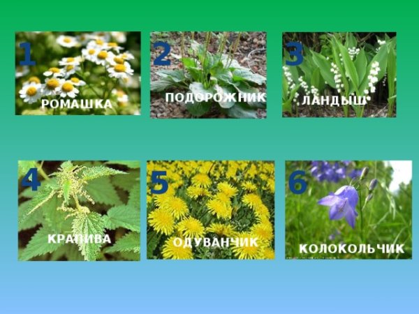 Одуванчик, Василек, Ромашка