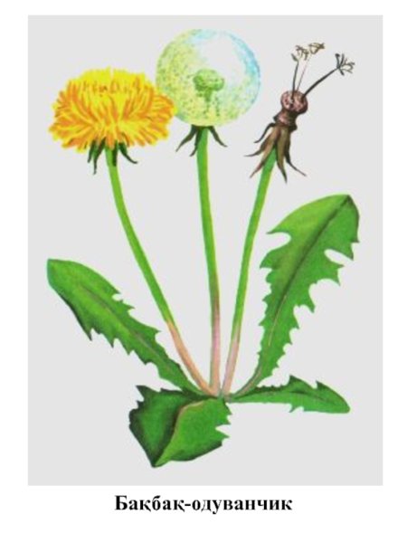 Названия цветов для дошкольников