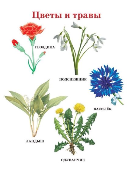 Названия цветов для детей