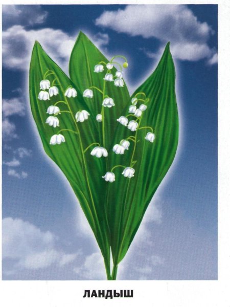 Василек ,Мак, колокольчик,одуванчик