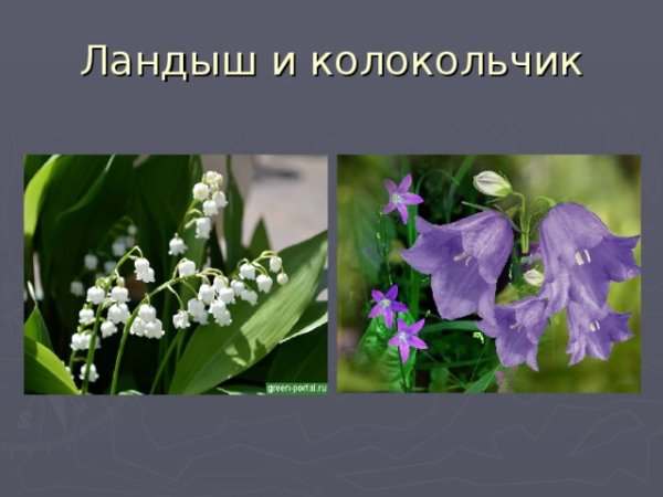 Ирис Ландыш Нарцисс