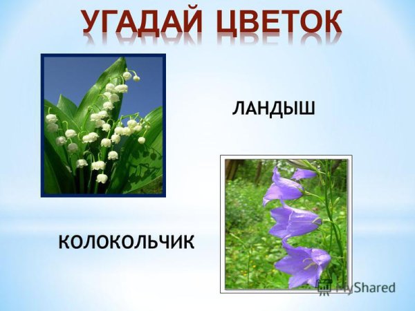 Цветы тюльпаны розы ромашки