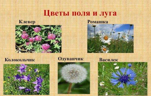 Ромашка одуванчик колокольчик