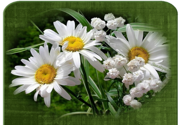 Мак Ромашка Василек колокольчик