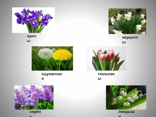 Карточки цветы