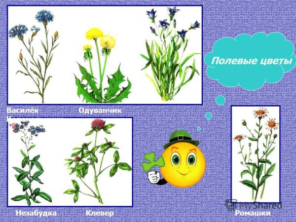 Розы ромашки астры