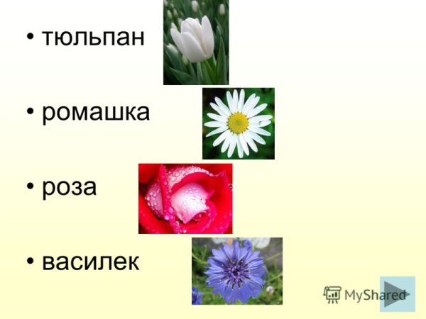 Ромашка роза тюльпан Мак