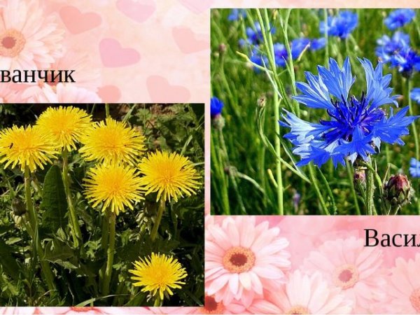 Ромашка одуванчик Василек гвоздика