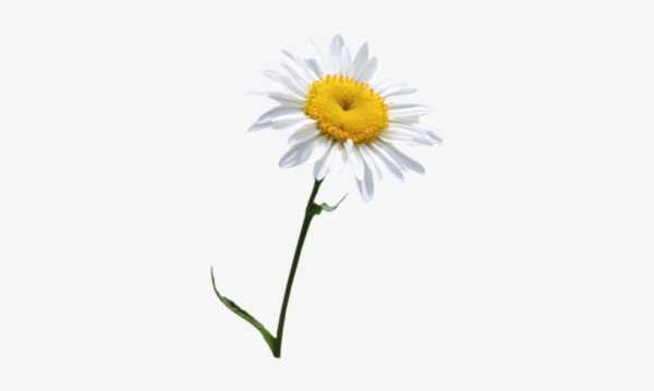 Цветы колокольчик Василек