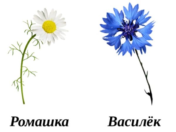 Полевые и садовые цветы для детского сада