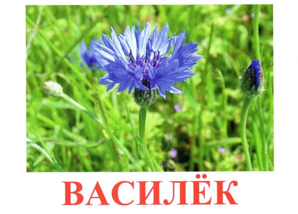 Цветы Ромашка одуванчик Василек колокольчик