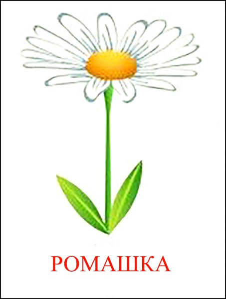 Цветы карточки для детей