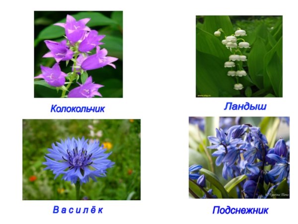 Тюльпан, Ирис, Астра, роза