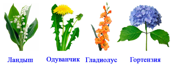 Колокольчик Ромашка Василек Клевер